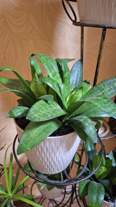 Сансев'єрія, Драцена,