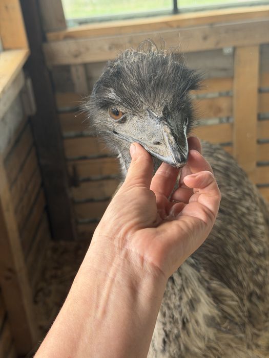 EMU Samiec  1.5 roku DNA