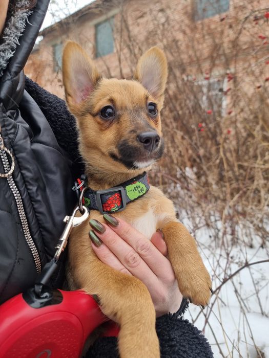 Віддамо в добрі руки