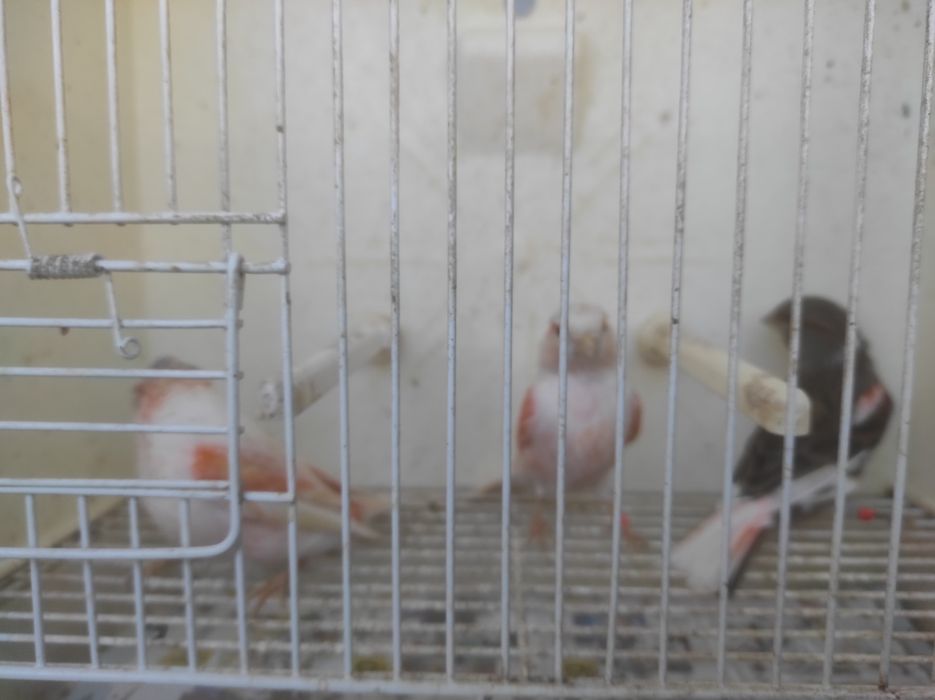 Fêmeas arlequim português