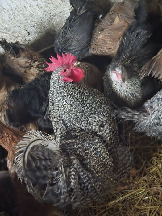 Sprzedam koguty młode