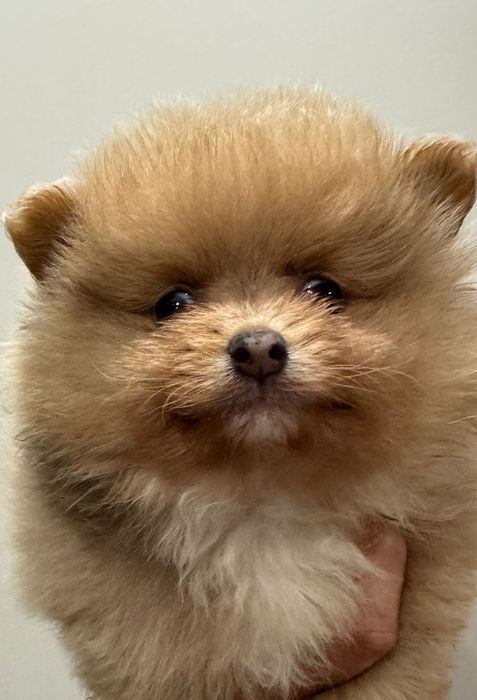 Unikat  Suczka Pomeranian Szpic miniaturowy