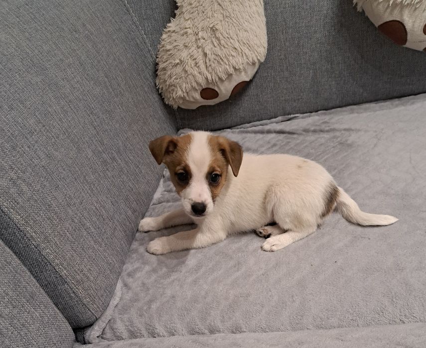 Jack Russell terrier