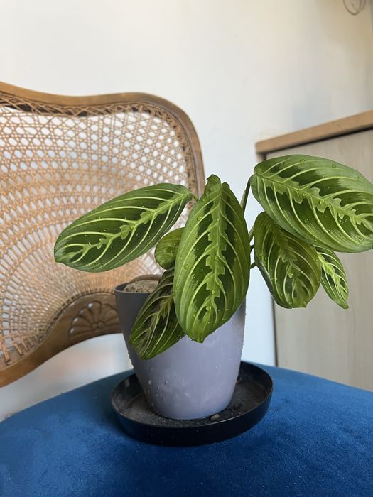 Maranta roślina diniczkowa kwiaty doniczkowe
