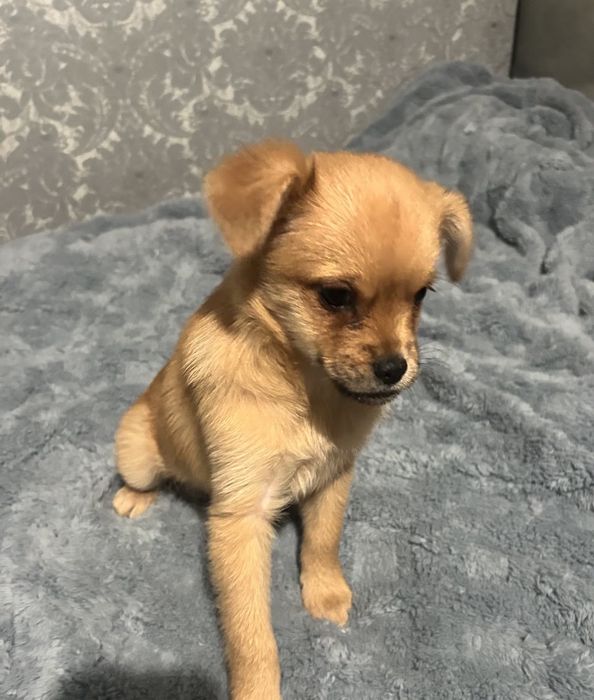 Віддам цуценя в добрі руки.