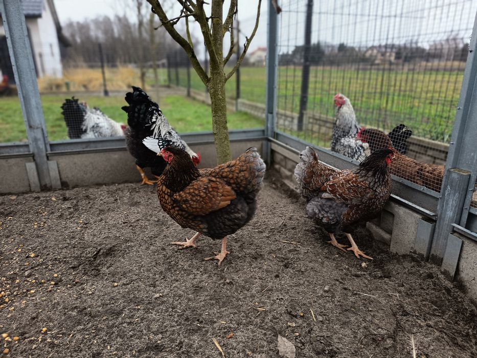Kura +Kogut Wyandotte, olbrzymie, młode z 2025r
