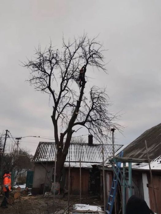 Видалення аварійних гілок/висотне зрізання дерев/локальна підрізка