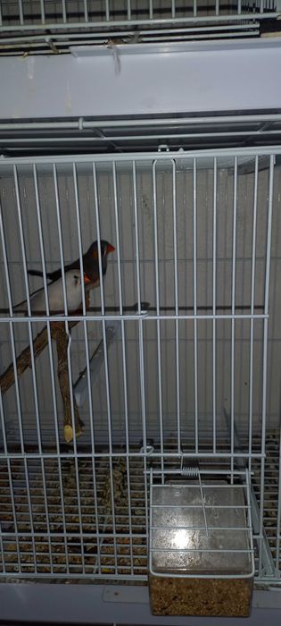 Vendo casal de mandarins
