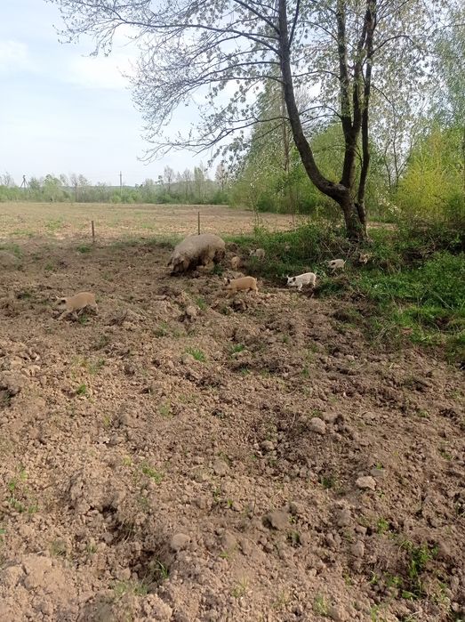 Свині мангалиця продам