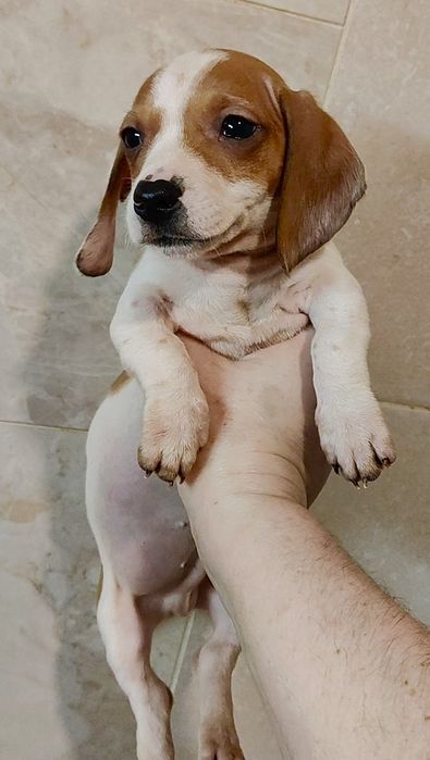 Цуценя кролячої такси пайболд з родовідом