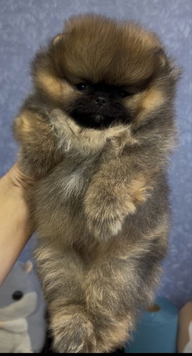 Померанський шпіц