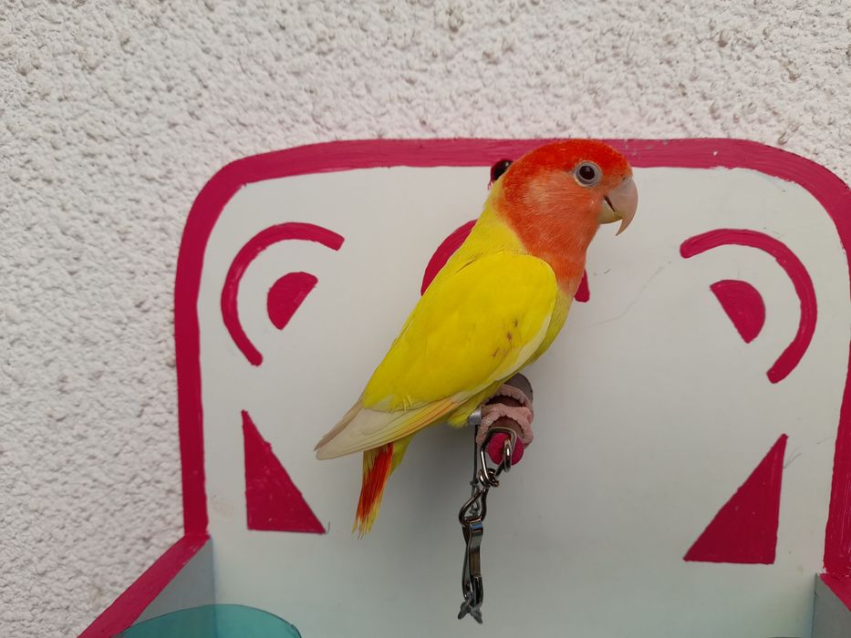 Agapones domesticados em poleiro