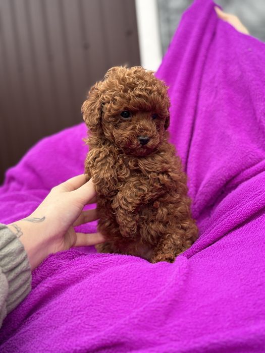 Мальтіпу міні хлопчик