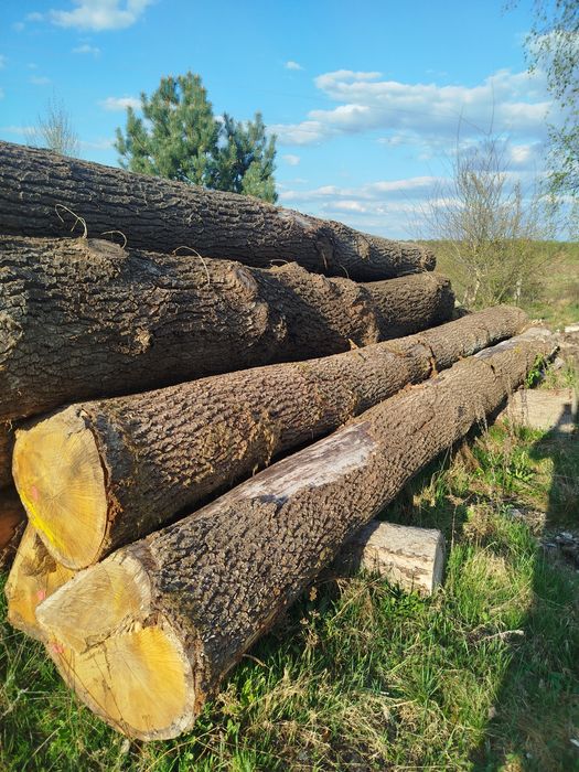 Dąb, dąb tartaczny, dąb kłoda