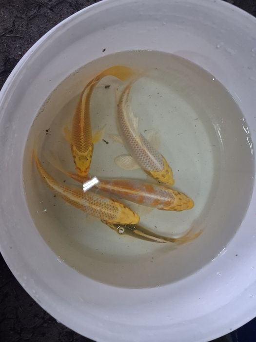 Karp koi karaś złota orfa