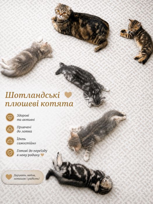 Шотланські кошенята (хлопчики, дівчатка, вісловушки, прямовушки)