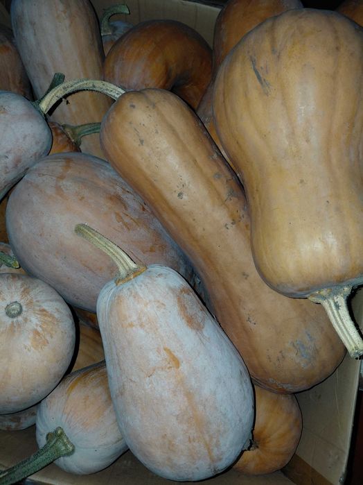 Гарбуз на кашу та сік солодкий