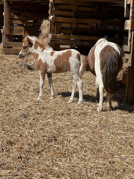 Parka kucy 50% Walijski Klaczka i Ogierek   odsadki z 2025 roku .