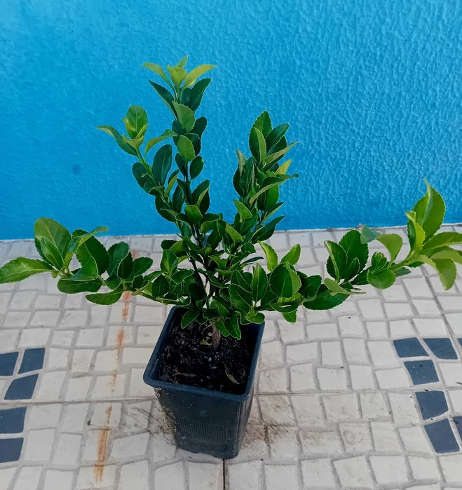 Evo'nio do Japao (Euonymus Japonicus) para sebes