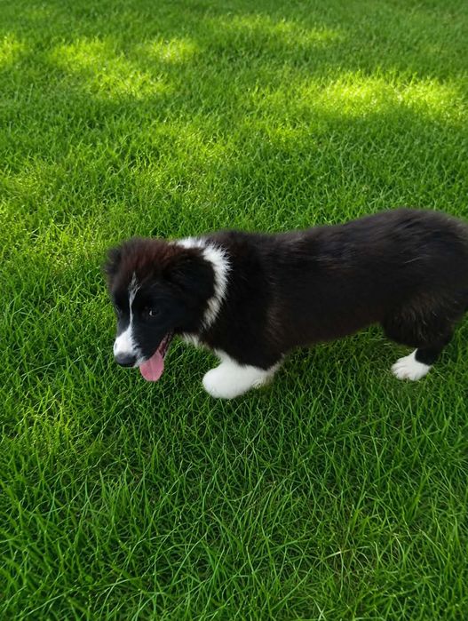 Piesek border collie ZKwP /  FCI