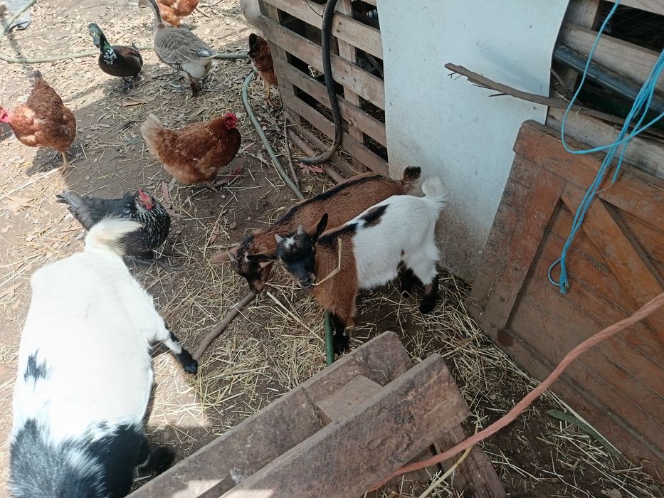 Vendo cabras anãs