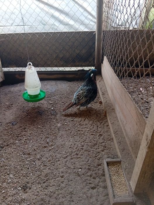 Faisões do Vidal 2026