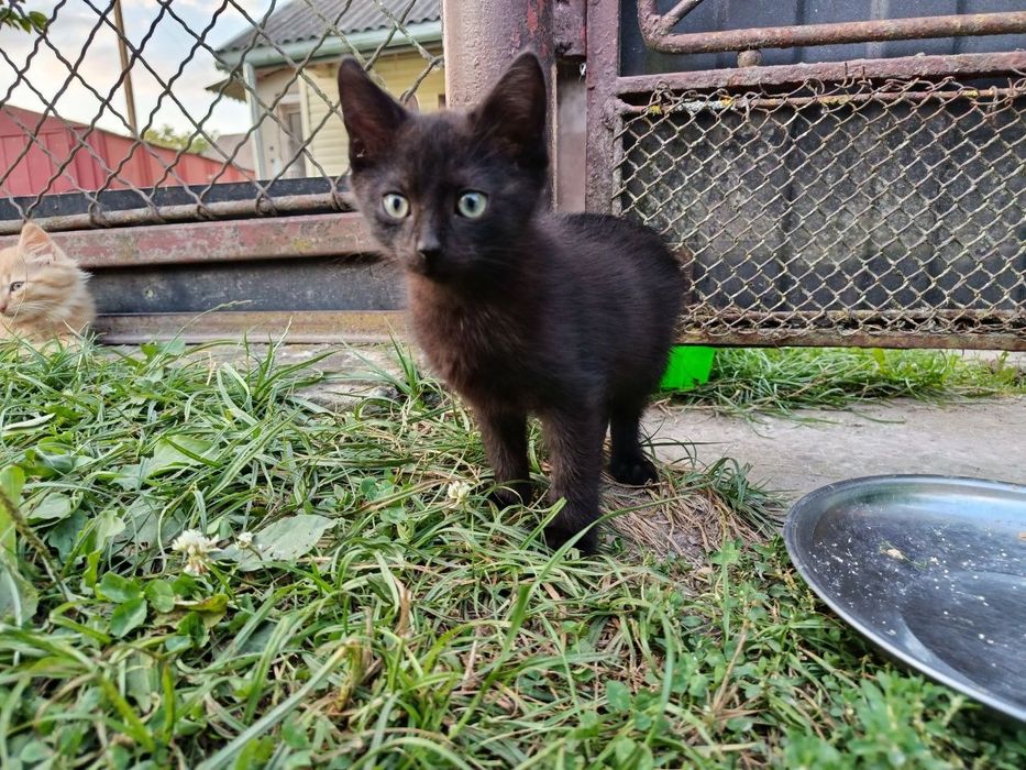 Кошеня хлопчик у добрі руки