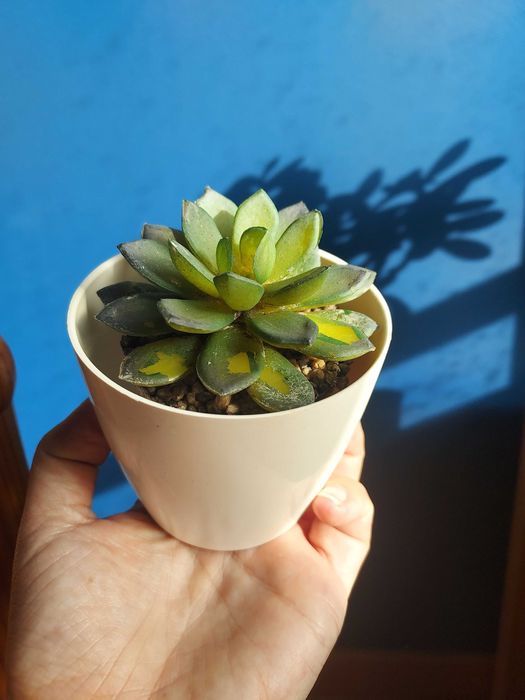 Dois vasos com suculentas artificiais