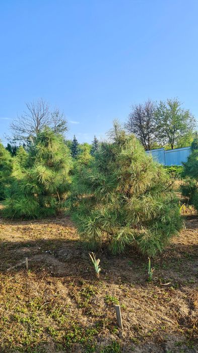 Сосна Жовта (Pinus Ponderosa)