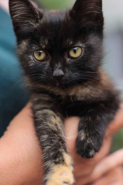 Кошенята в добрі руки