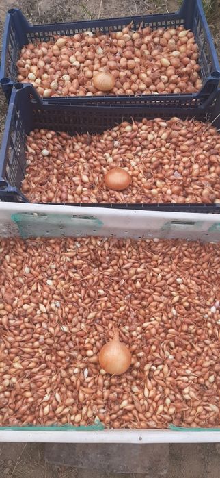 Тиканка Штутгартен лук севок арпажейка