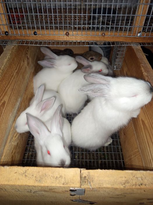 Пропоную вашій увазі кроликів середніх порід