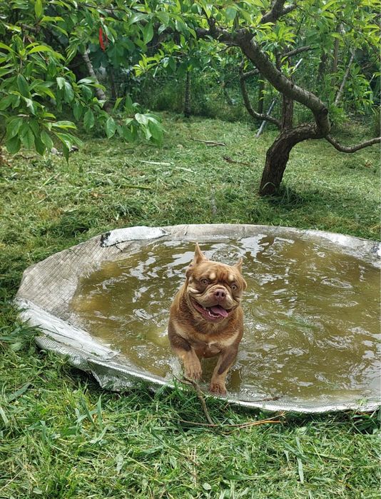 Bulldog francês
