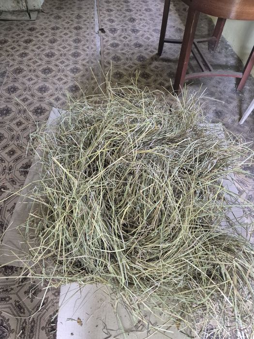 Продам сіно можу відправити поштою .
