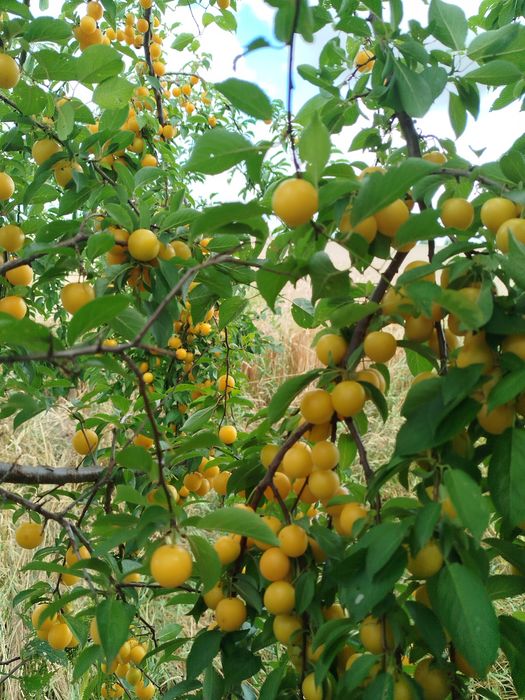 Dżem z mirabelki 10 szt po 315ml