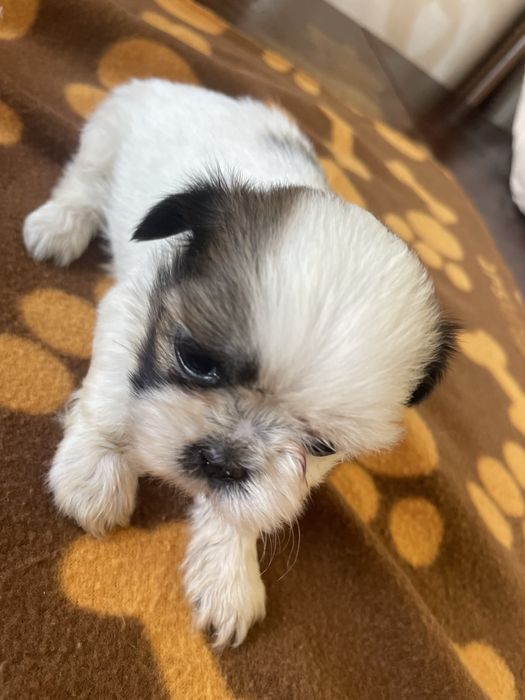 Shi-tzu super top femea excelente