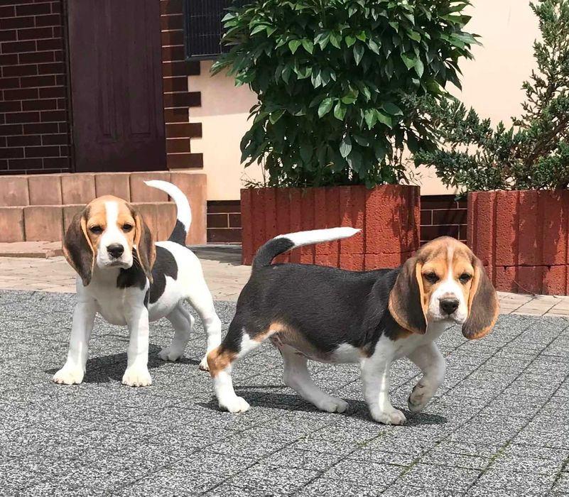Beagle/Bigle - szczenię rodowodowe ZKwP/FCI - po championie