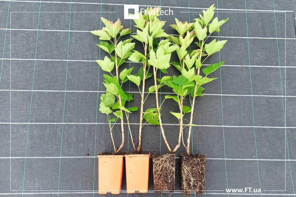 Саджанці ЧОРНОЇ СМОРОДИНИ, ПОРІЧКИ та АГРУСУ від розсадника ФруТек