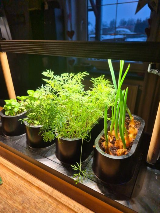 Mini AUK domowy ogródek