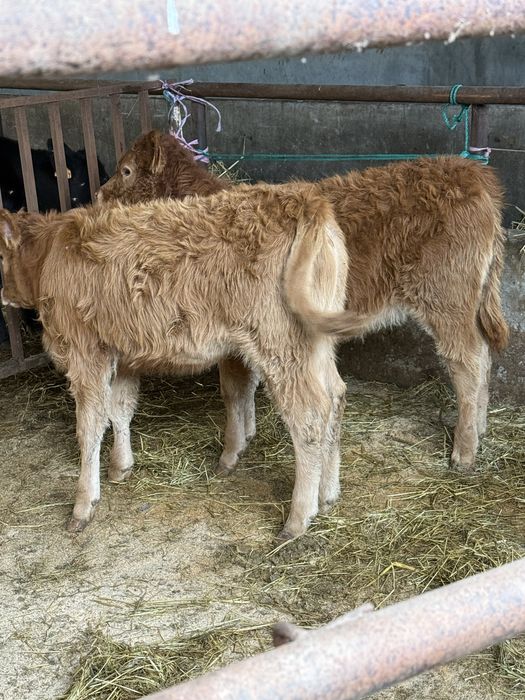 Vitelas limousines com 5 meses