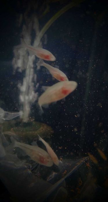 Ślepiec jaskiniowy - Tina Zoo Witkiewicza