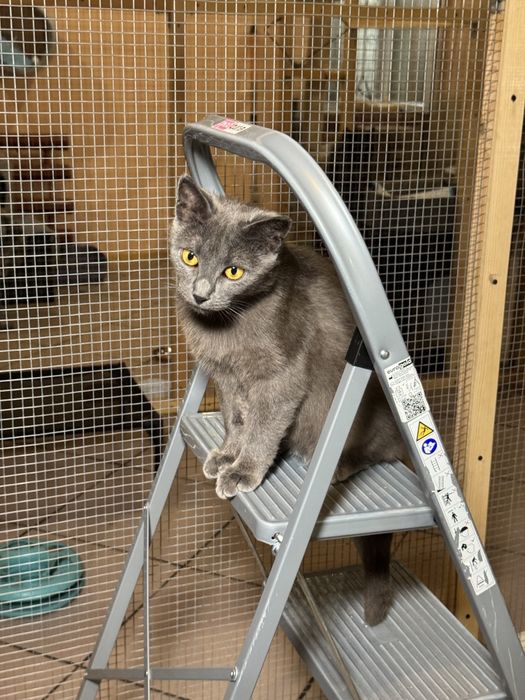 Серые коты и кошки  ищут дом!