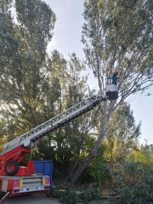 Спил и Обрезка деревьев. Обрезка веток
