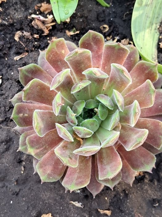 Молодило,або кам'яні Троянди маю велику колекцію.