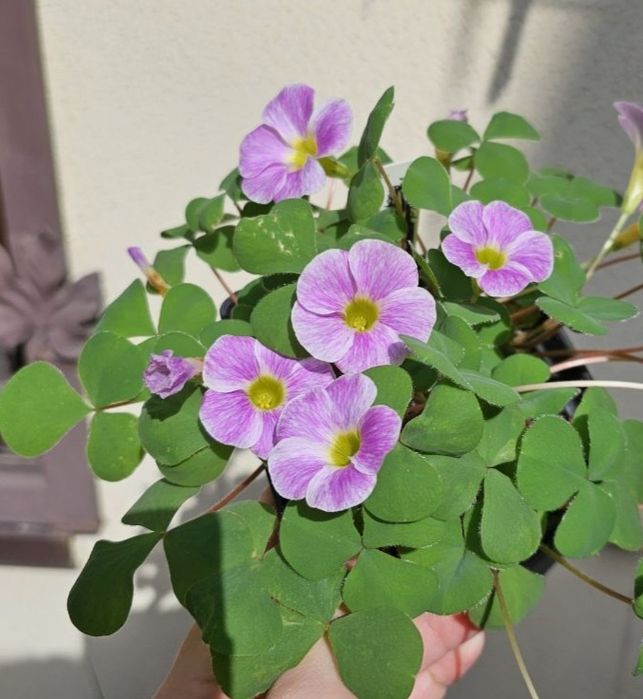 Оксаліс, оксалис, кислиця, кислица, луковицы, цибулини