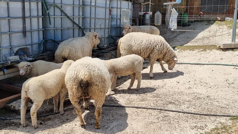 Ovelha 300€, borregos cada 200€, IL de France