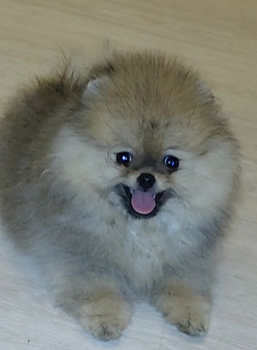 Міні померанські шпіци