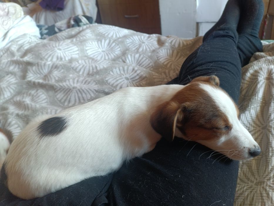 Дівчатка Джек рассел