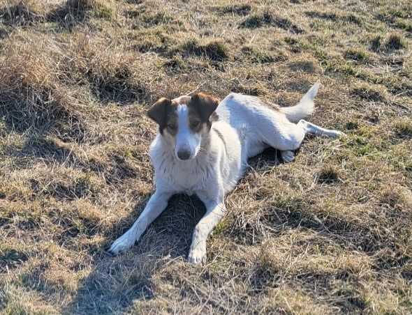 Отдам даром в добрые руки собаку