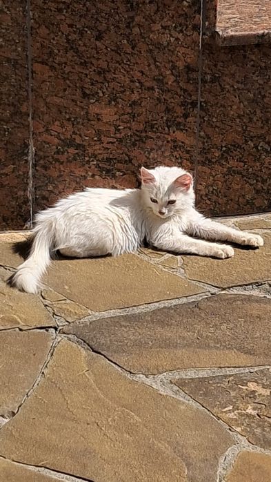 Віддам кошеня (біла кішка, чорний кіт, триколірна кішка)